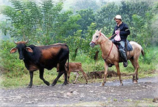 Costa Rica-Arenal-Arenal Volcano & Waterfall Horse Journeys